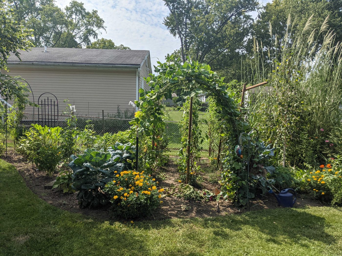 A backyard vegetable garden with a living archway, marigolds, and raised beds