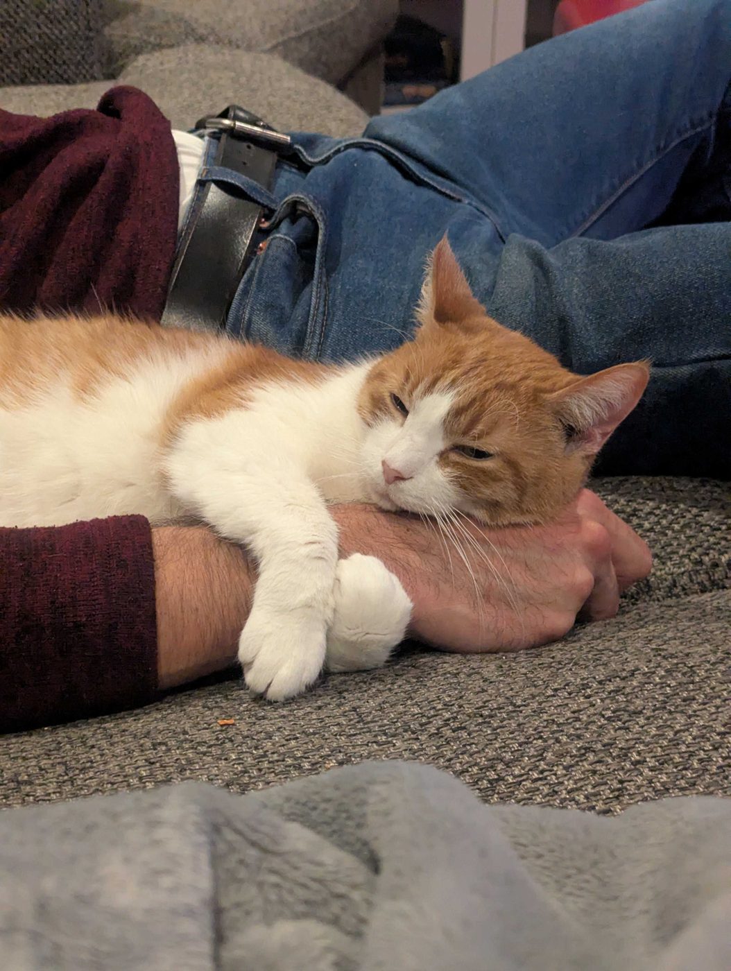Mac, an orange and white cat, napping while hugging an arm